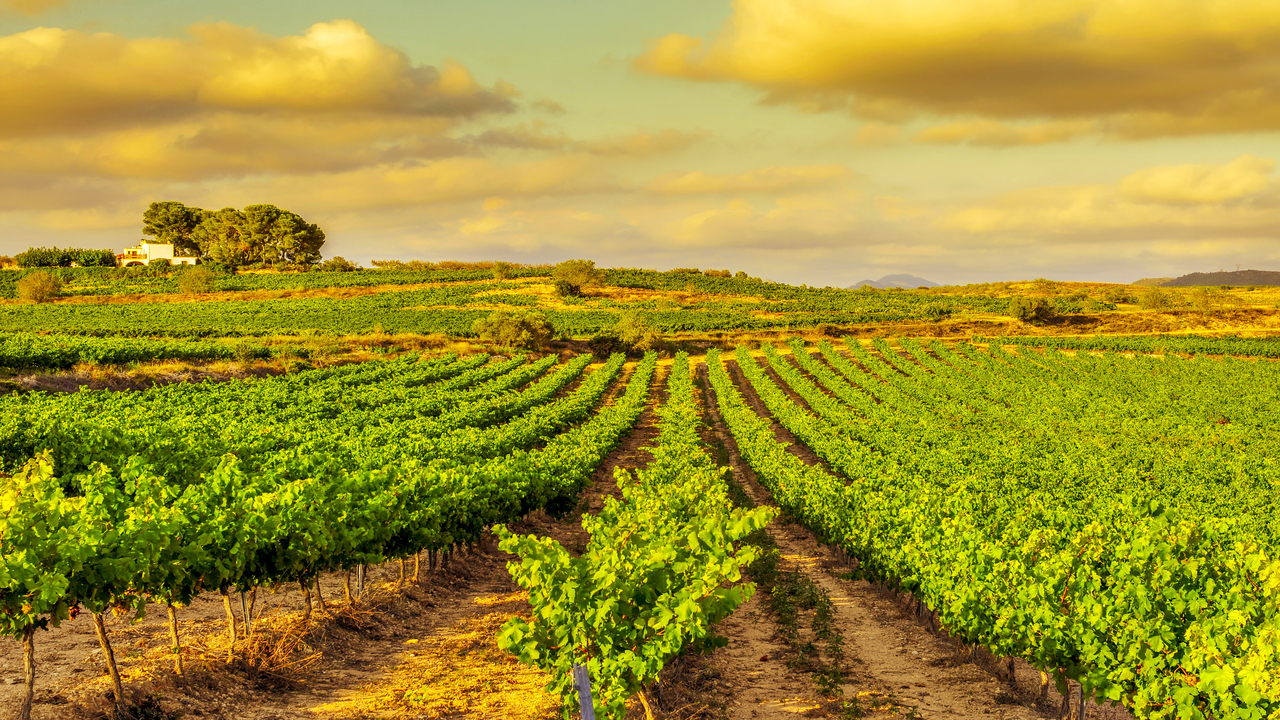 UE–Mercosur, entre oportunidades comerciales y el éxodo de la soberanía agraria