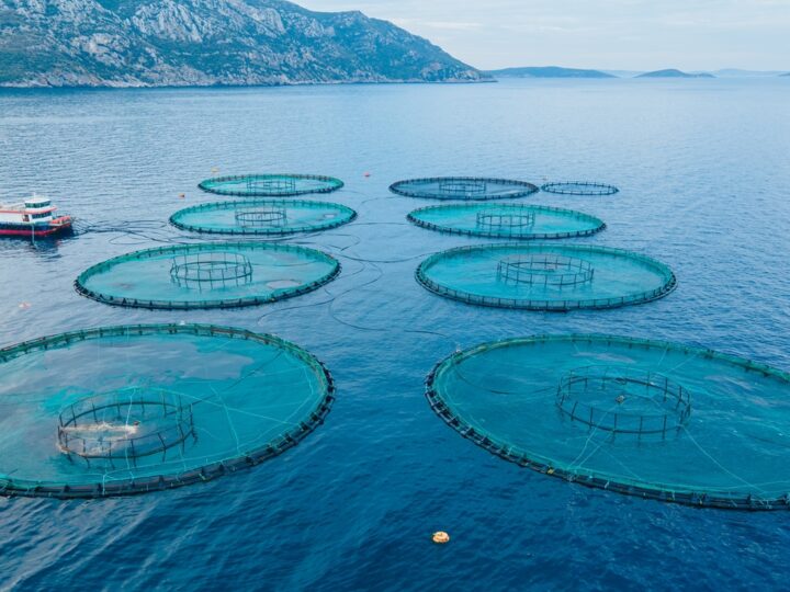 La acuicultura, motor estratégico para garantizar el suministro de pescado y la sostenibilidad en España