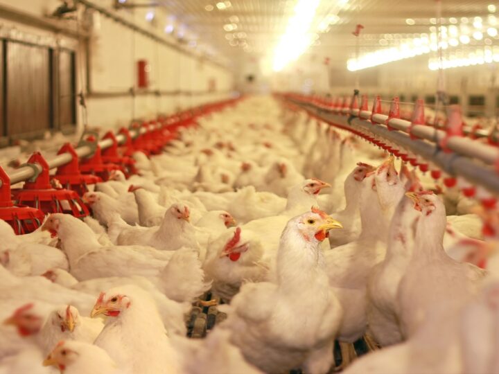 La gripe aviar agrava la tensión en el mercado del huevo: caída de oferta, presión sobre precios y riesgo estructural para el sector