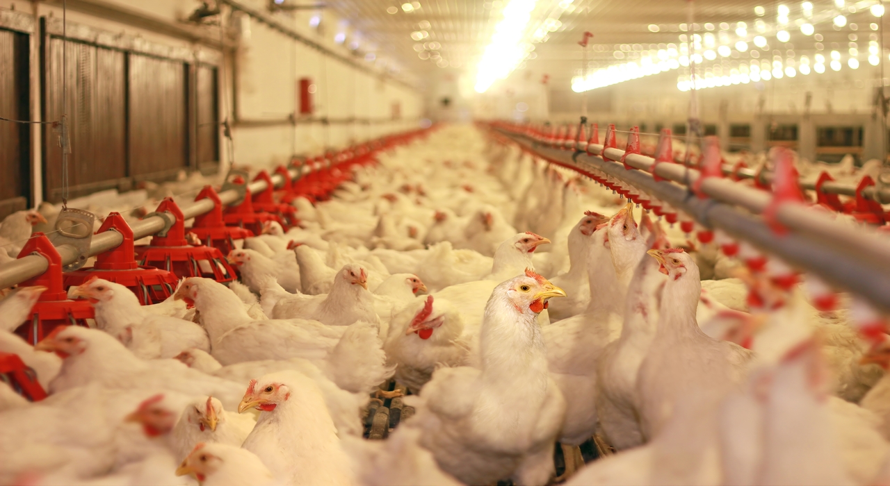 La gripe aviar agrava la tensión en el mercado del huevo: caída de oferta, presión sobre precios y riesgo estructural para el sector