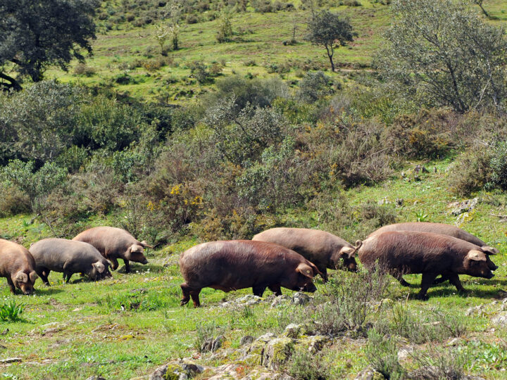 España y China firman tres nuevos protocolos agroalimentarios centrados en los sectores porcino y pesquero