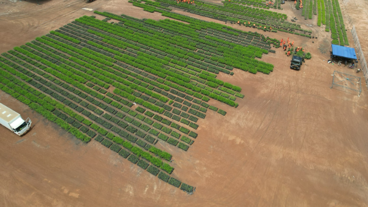 La Alianza para la Restauración del Miombo lanza en África cuatro proyectos a gran escala para la eliminación de carbono con una inversión de 1000 millones de dólares